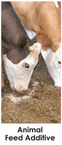 Animal Feed Additive